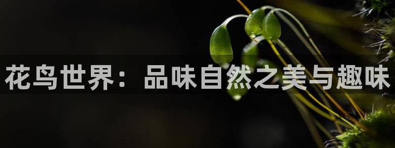 星辉平台官网注册：花鸟世界：品味自然之美与趣味